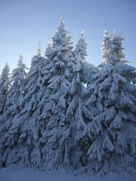 Snow-Covered Trees in the Forest, Czech Republic Stock Photos
