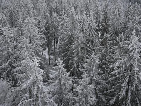 Snow-Covered Trees in the Forest, Czech Republic Stock Photos