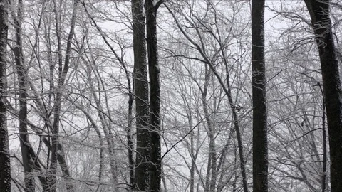 Snow covered trees in forest during winter Video stock 81311490