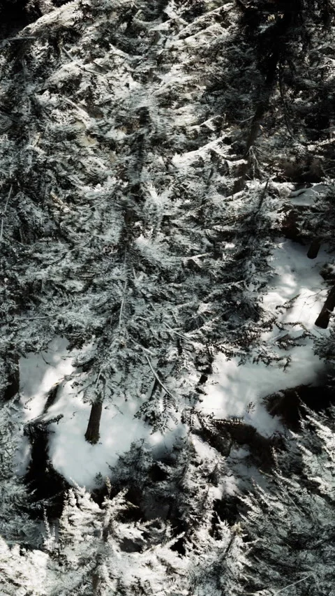 Snow covered trees in a forest during winter near a rocky area Stock Footage 340257190