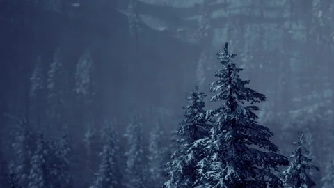 Snow covered trees in a forest during winter with a foggy background Stock Footage 344401733