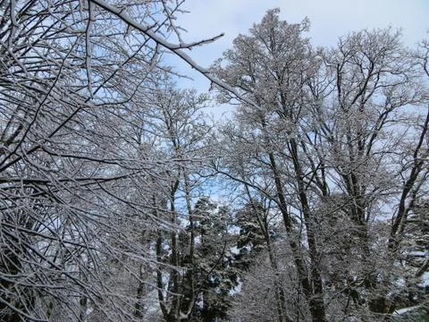 Snow covered trees in the forest. First snow. Stock-Fotos