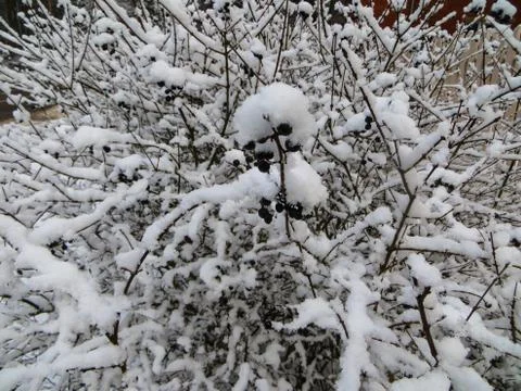 Snow covered trees in the forest. First snow. Stock Photos