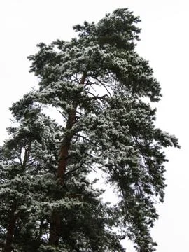 Snow covered trees in the forest. First snow. Stock Photos