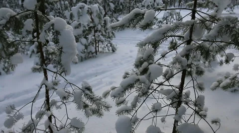 Snow-covered trees in a forest. Video stock 60372581