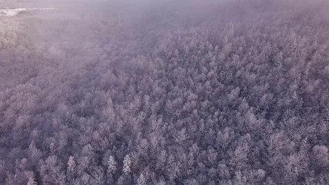 Snow Covered Trees in a Forest Stock Footage 87276515