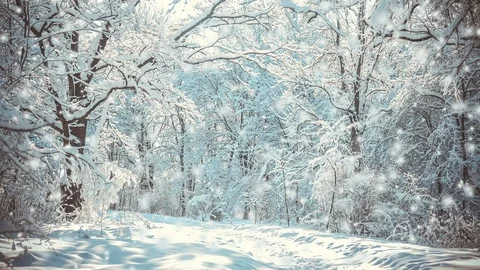 Snow-covered trees in the forest Stock Footage 95435146