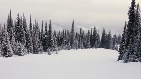 Snow covered trees in forest 스톡 동영상 145333252