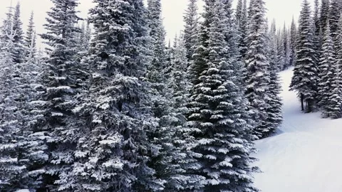 Snow covered trees in forest Stock Footage 145333538