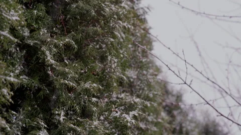 Snow-covered trees in the forest Stock Footage 151264781