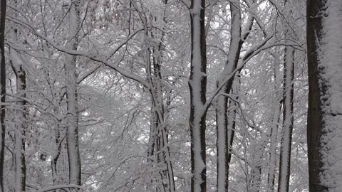 Snow covered trees in the forest Stock Footage 262065923