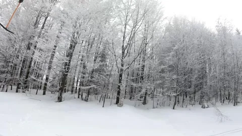 Snow covered trees in the forest. Stock Footage 299702944