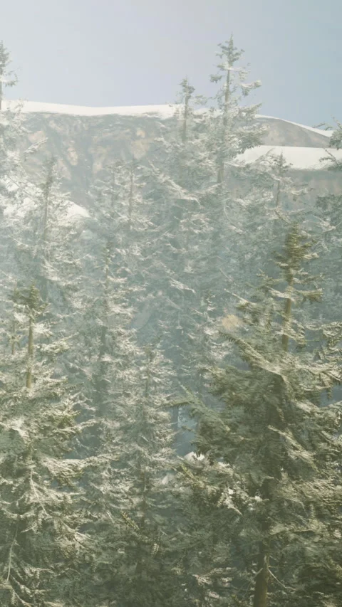 Snow covered trees in a forest with mist on a winter day Stock Footage 341232962