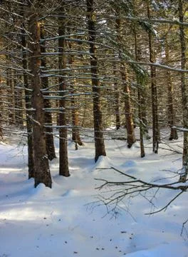 Snow covered trees in forest Stock Photos