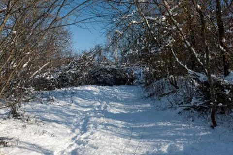 Snow-covered trees in the forest. Foto stock