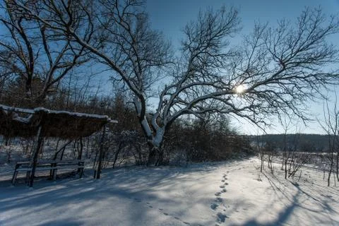 Snow-covered trees in the forest. Stock-Fotos