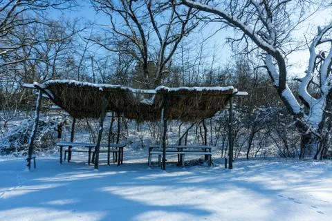 Snow-covered trees in the forest. Foto stock