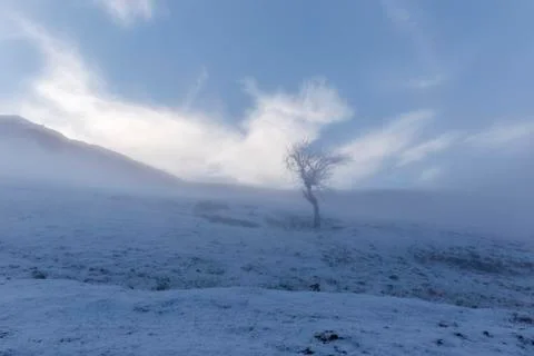 Snow covered trees in a forest Stock Photos