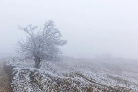 Snow covered trees in a forest Foto stock