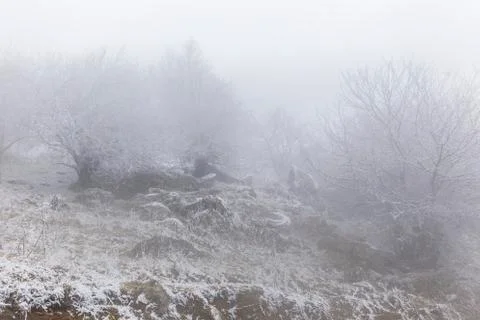 Snow covered trees in a forest Stock Photos