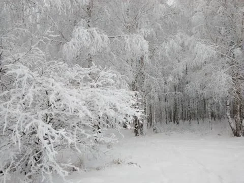Snow-covered trees in the forest Stock Photos