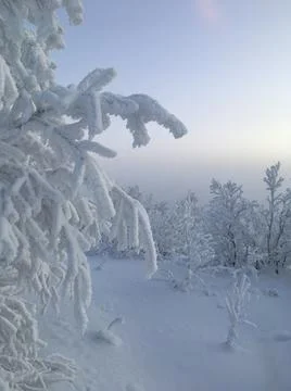Snow covered trees in the forest Stock Photos