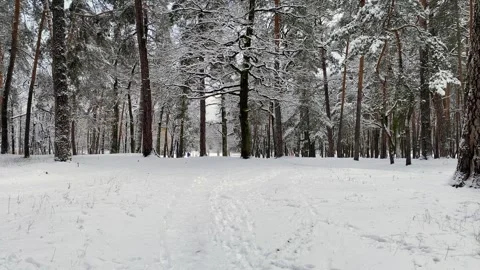 Snow covered trees in the forest. Snow cover in the forest. Stock Footage 262045848