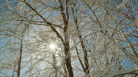 Snow covered trees in the forest with sun flares Stock Footage 265900009