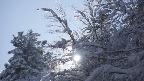 Snow-covered trees in the forest with the sun backlighting them 스톡 동영상 295291795