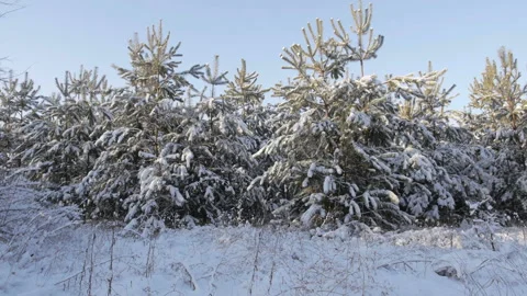 Snow-Covered Trees In Forest At Winter Day Video stock 122857827