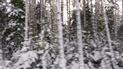 Snow-covered trees in the forest in winter Stock Footage 331501857