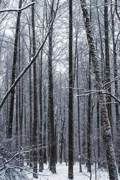 Snow covered trees in the forest in winter Stock Photos