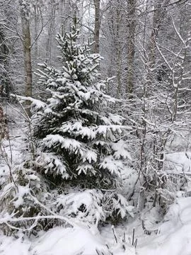Snow covered trees in the forest. Winter landscape with snow covered trees. Stock Photos