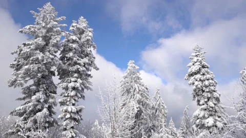 Snow covered trees in front of moving clouds Stock Footage 146397135