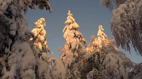 Snow-covered trees glisten in the warm morning sunlight at a winter forest durin Stock Footage 284436611