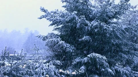 Snow Covered Trees - Heavy Snow Fall Stock Footage 44344153