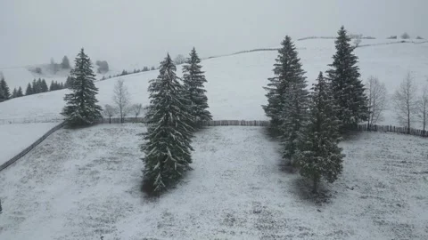 Snow Covered Trees on a Hillside Vidéo 300507299