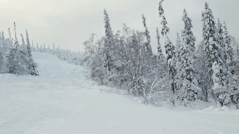 Snow covered trees in Lapland Stock Footage 97736703