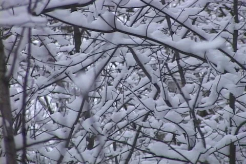 Snow-covered Trees Limbs, Rack Focus Vídeo Stock 265311