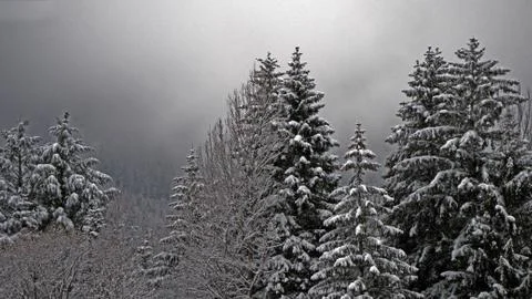 Snow covered trees line a pathway in a alpine forest Stock Photos