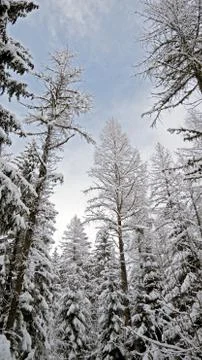Snow covered trees line a pathway in a alpine forest Stock Photos