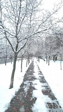 Snow-covered trees lining a brick-paved walkway in a winter park. Stock Photos