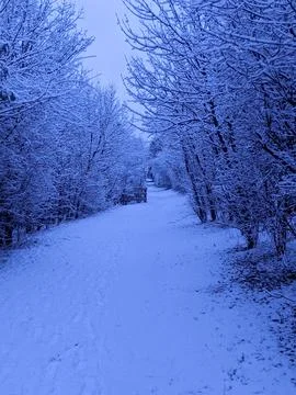 Snow Covered Trees Lining a Tracked Winter Forest Path Фото