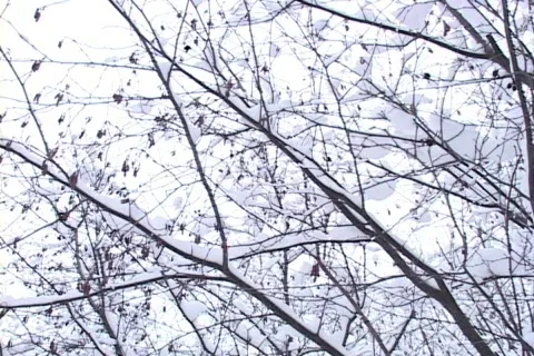 Snow -covered Trees, Low Angle Vídeo Stock 265349