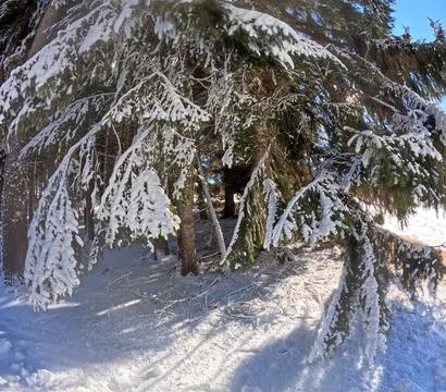 Snow-covered trees on Monte Bondone in Italy Stock Photos