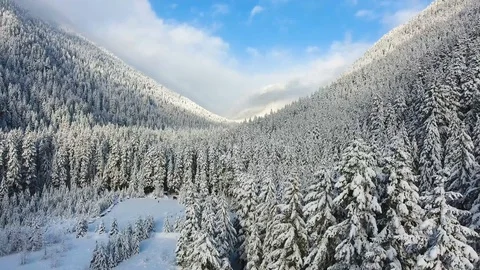Snow covered trees in mountain Canada Vídeo Stock 90680493