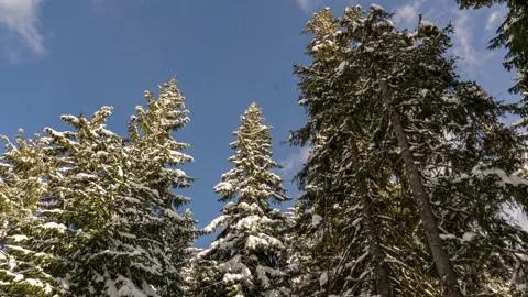 Snow covered trees in the mountains in a cloudy winter day Stock-Footage 172207187