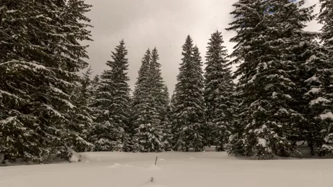 Snow covered trees in the mountains in a cloudy winter day Vidéo 172207498