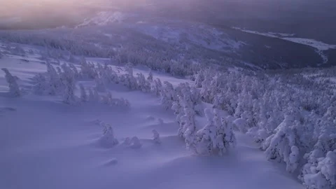 Snow-covered trees in mountains at dawn. Drone flight in winter Stock Footage 230648843