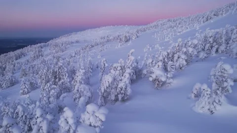 Snow-covered trees in mountains at dawn. Drone flight in winter Stock Footage 230649087